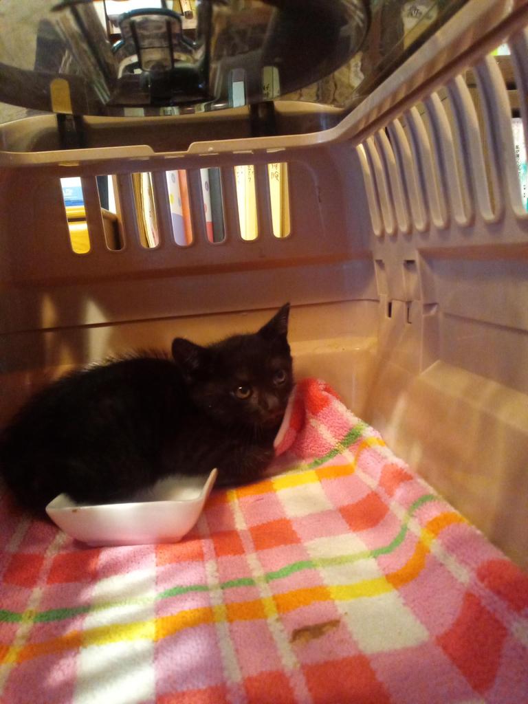 ＜真夏の闖入者＞その１ クロベエのこと