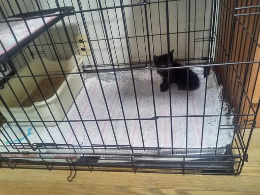 ＜真夏の闖入者＞その１ クロベエのこと