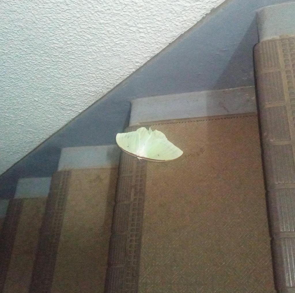 階段に寝ていた「オオミズアオ」