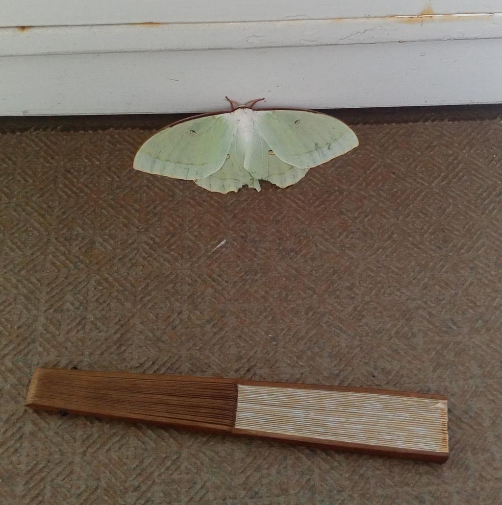 うちの玄関ドア前に寝ていた「オオミズアオ」