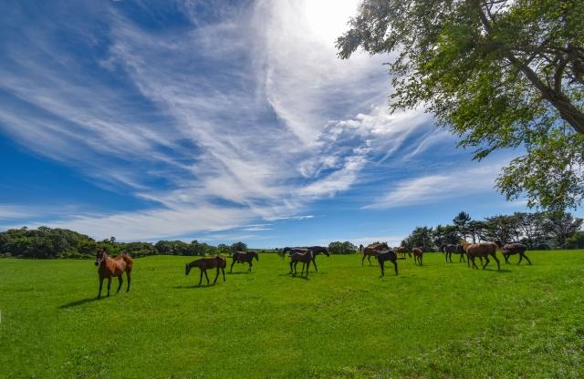 新潟市の風景[新潟のオブジェ](フリー素材より)