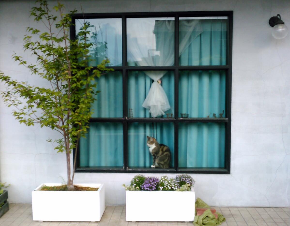 窓の猫さん