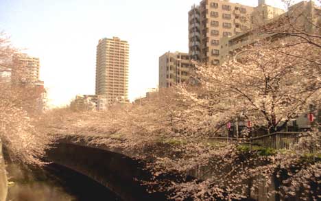 photo:面影橋下流の桜