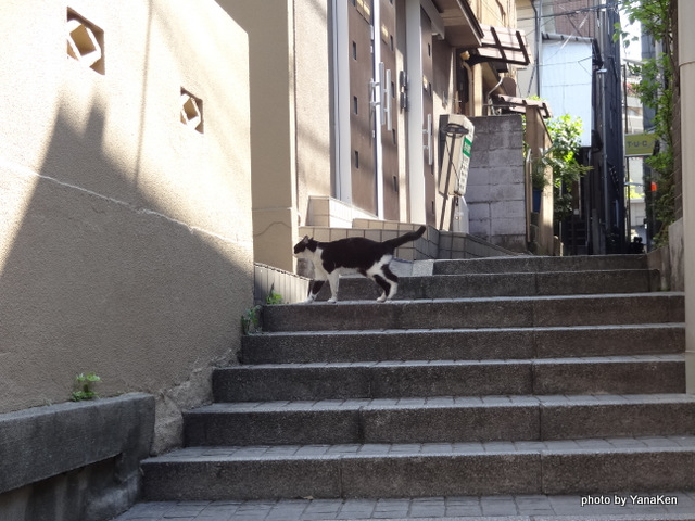 神楽坂から旅館 和可菜に通じる石段